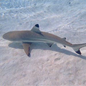 Meet your Posher, Sienna